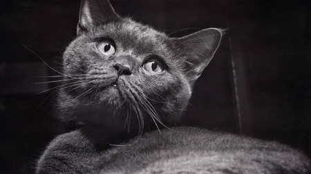 Close-Up of Gray cat, cute moment of British Shorthair breed of cat,abstract texture,vintage textured photoの写真素材