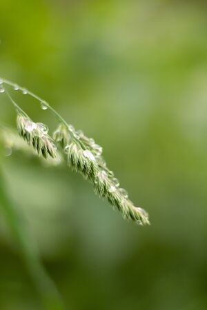 transparent white water drops on top of green plants and leavesの写真素材