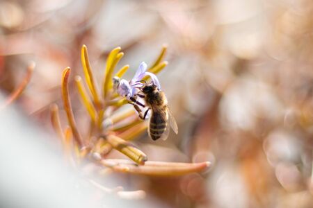 bee on top of a purple flower surrounded by various flowers and summer colorの写真素材