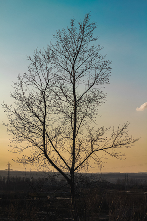 Silhouette of Lonely tree and sunsetの写真素材