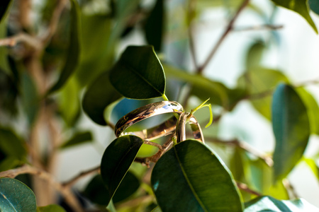 Wedding rings on a green branchの写真素材