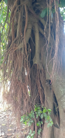 Banyan tree with large roots in the forest, Thailand.