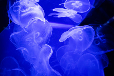 A glowing blue jellyfish floating gracefully against a deep blue background, creating a mesmerizing underwater scene.の写真素材