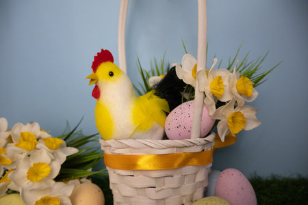 Easter chicken with colorful eggs and daffodil flowers in a white basket on a blue background,...