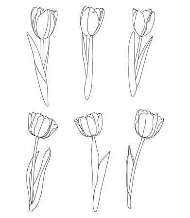 Set of outline tulip flowers. Hand drawn vector illustration isolated on white background.のイラスト素材