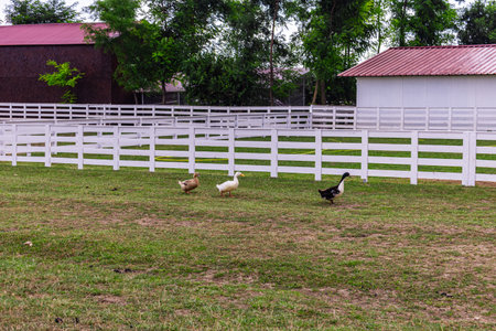 A horizontal outdoor shot showing several domestic ducks walking along a green grass field next to a neat white timber fence in a countryside ranch compound.