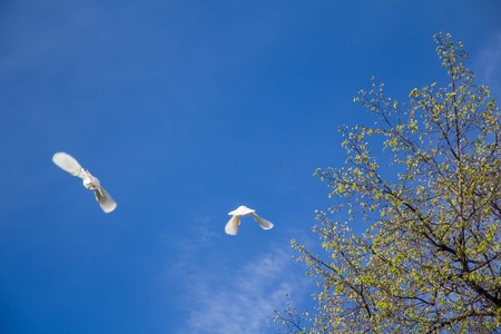Beautiful flying white doves into the skyの写真素材