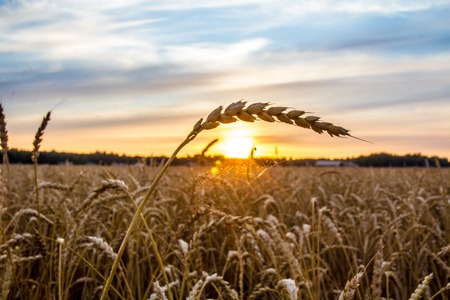 beautiful cobweb on wheat shining to the rising sunの写真素材