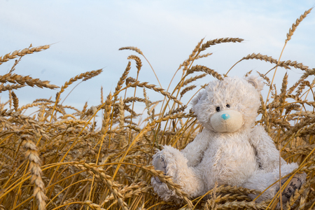 shabby Teddy bear sitting in a field not mown hayの写真素材