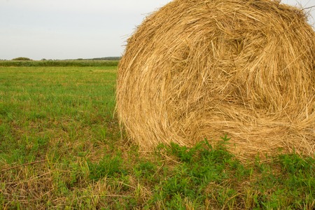 Haystack in a green field in late summer after harvest