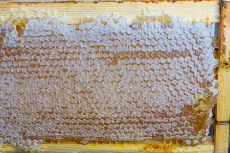 Full of fresh pure honey honeycomb in wooden frameの写真素材