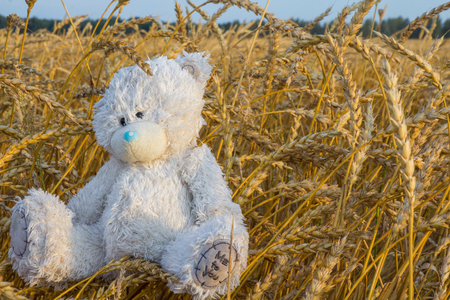 shabby Teddy bear sitting in a field not mown hayの写真素材
