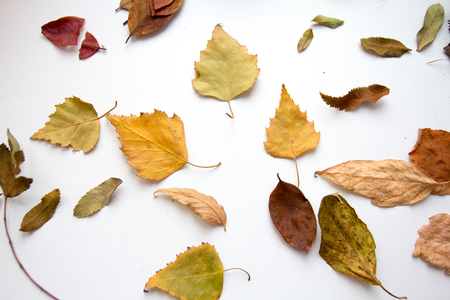 lots of different coloured autumn leaves on white backgroundの写真素材