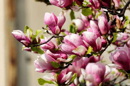 A closeup of beautiful pink magnolia buds on a treeの写真素材