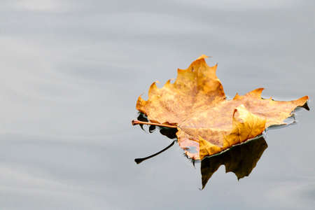 A Golden Autumn Leaf in the Blue Water
