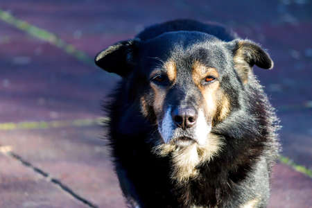 A Lonely Abandoned Black Dog on Dark Backgroundの写真素材