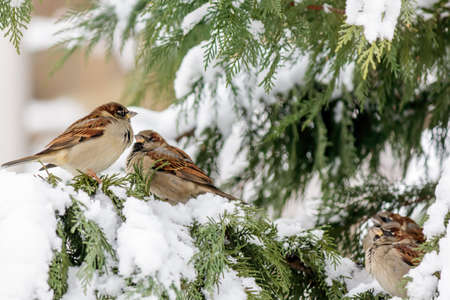 White-throated Sparrows (Zonotrichia albicollis) Sitting on a Fir Tree Branch Covered With Snowの写真素材