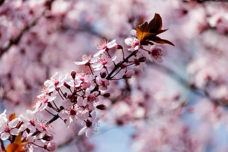 Blooming Tree in Spring. Blooming Buds and Flowers on a Tree Branch.の写真素材
