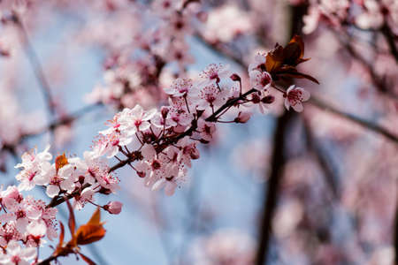 Blooming Tree in Spring. Blooming Buds and Flowers on a Tree Branch.