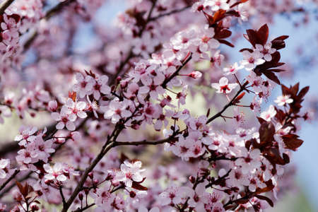 Blooming Tree in Spring. Blooming Buds and Flowers on a Tree Branch.の写真素材