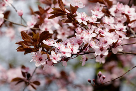 Blooming Tree in Spring. Blooming Buds and Flowers on a Tree Branch.の写真素材