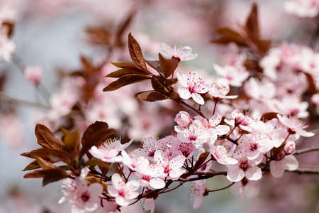 Blooming Tree in Spring. Blooming Buds and Flowers on a Tree Branch.の写真素材