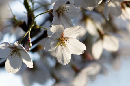 Blooming Tree in Spring. Blooming Buds and Flowers on a Tree Branch.の写真素材