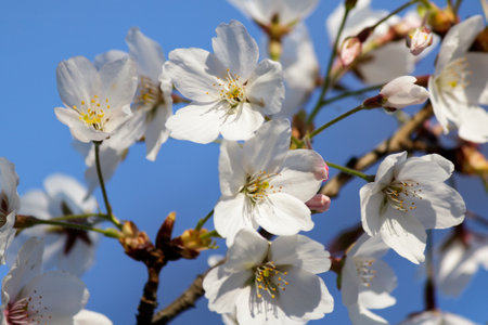 Blooming Tree in Spring. Blooming Buds and Flowers on a Tree Branch.の写真素材