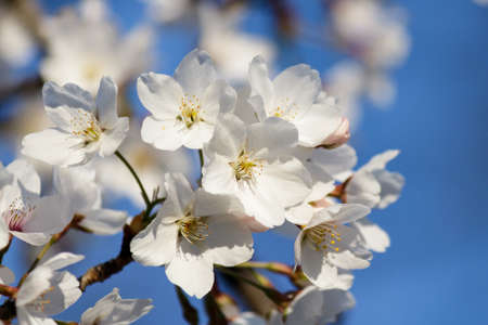 Blooming Tree in Spring. Blooming Buds and Flowers on a Tree Branch.の写真素材