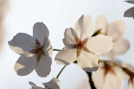 Blooming Tree in Spring. Blooming Buds and Flowers on a Tree Branch.の写真素材