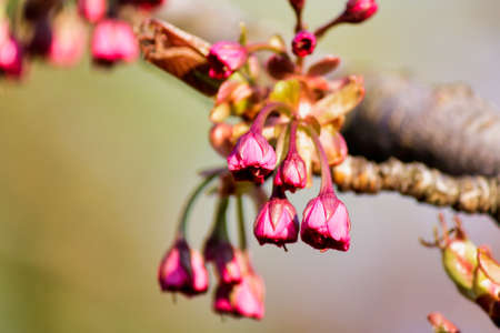 Blooming Cherry Tree in Spring. Blooming Buds and Flowers on a Tree Branch.の写真素材