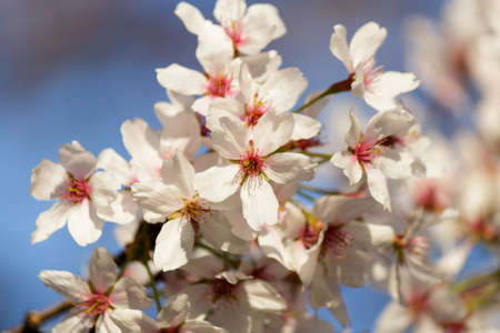 Blooming Cherry Tree in Spring. Blooming Buds and Flowers on a Tree Branch.の写真素材
