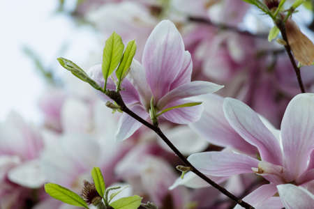 Pink Magnolia Flowers in Magnolia Treeの写真素材