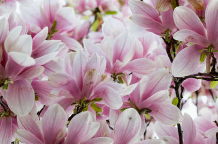 Pink Magnolia Flowers in Magnolia Treeの写真素材