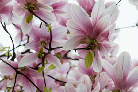Pink Magnolia Flowers in Magnolia Treeの写真素材