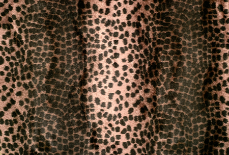 Animal print as background.の写真素材