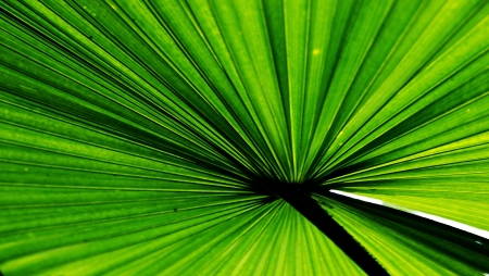 Controlling vessels of a palm  forming lines の写真素材