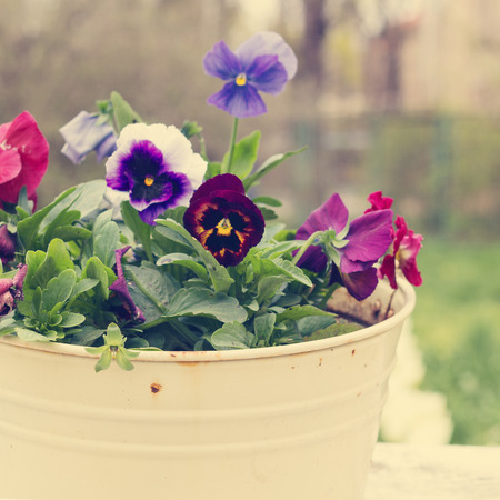 Tricolor violet in the old bucket. The rustic style. Photo tinted.の写真素材