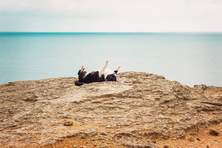 Happy cat on the beach. Selective focus.の写真素材