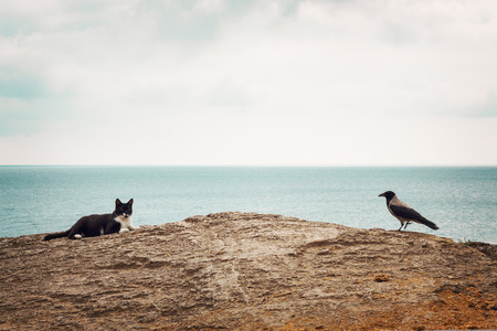The crow and the cat on the beach. Selective focus.の写真素材