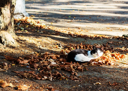 Autumn. Black and white cat sleeping on leaves. Selective focus.の写真素材