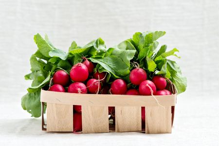 The red radish. Selective focus.の写真素材