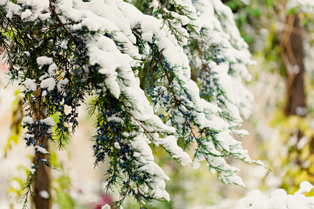 Winter landscape. The cypress twig under the snow. Selective focus.の写真素材