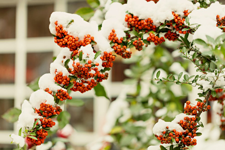 Rowan branch under snow in the winter. Selective focus.の写真素材