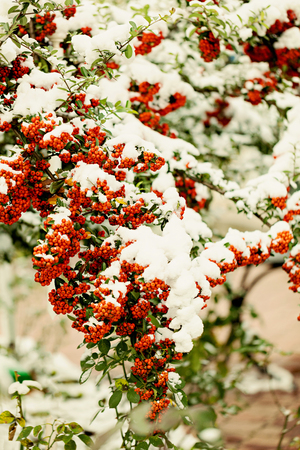 Rowan branch under snow in the winter. Selective focus.の写真素材