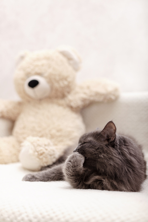Beautiful gray fluffy cat sleeping on the couch. Selective focus.の写真素材