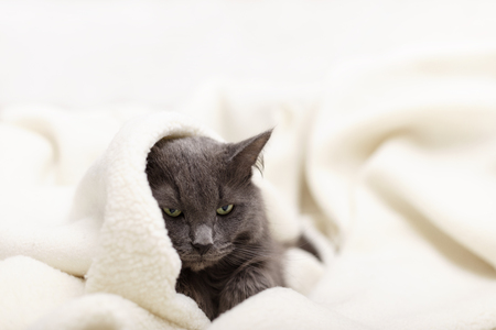 Beautiful gray fluffy cat sleeping on the couch. Selective focus.の写真素材