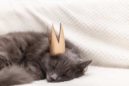 Funny gray fluffy cat is lying on the sofa with a golden crown on his head. Selective focus.の写真素材