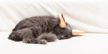 Funny gray fluffy cat is lying on the sofa with a golden crown on his head. Selective focus.の写真素材
