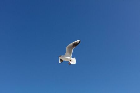 Beautiful sea gulls on a background of blue sky. Selective focus.